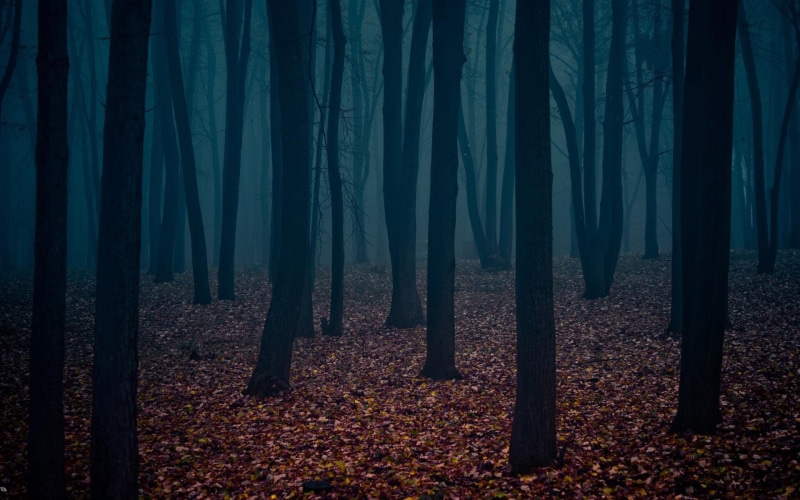 forest, hd, dark, 1080P, lonely, 1920x1200