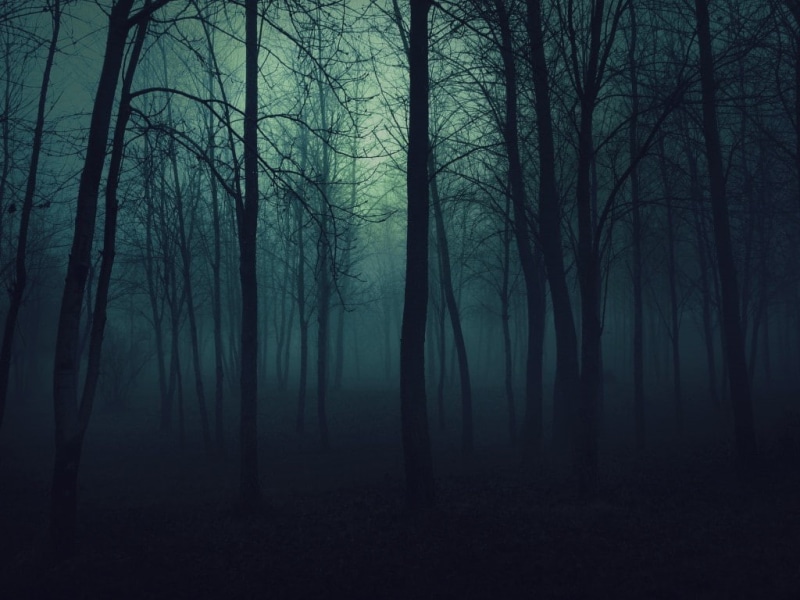 dark forest, dark, nature, clearing, forest clearing, 480P, forest
