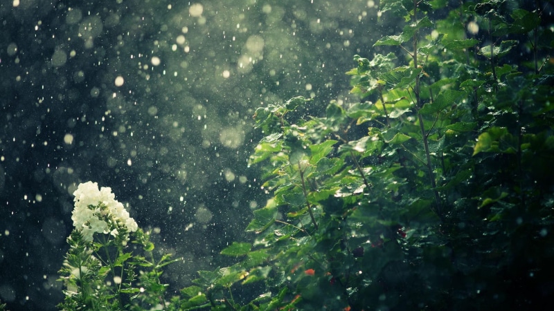 rain, 1920x1080, 4k  wallapapers, Forest, dark, nature, 1080P