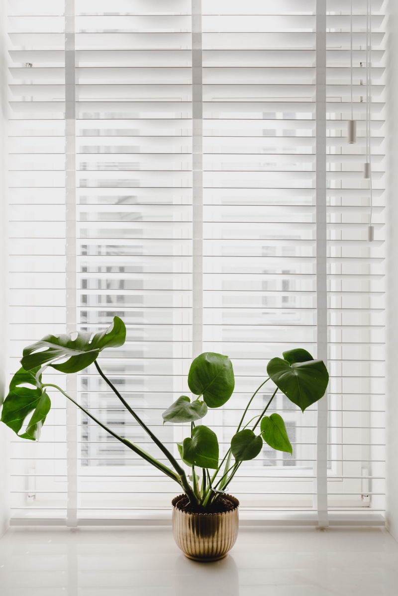 plant part, windowsill, no people, close-up, potted plant, green color, green, flora, blinds, houseplant, transparent, indoors, table, day, growth, 4K