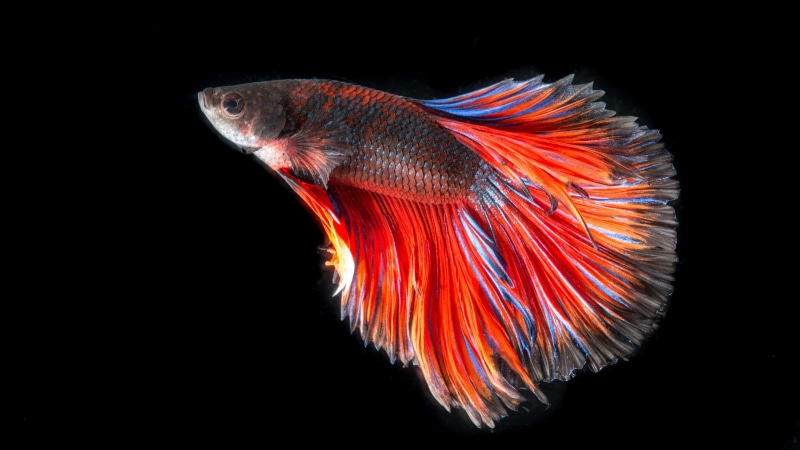 Wallpaper ID: 754001 / betta fish, vertebrate, fighting fish, 4K ...