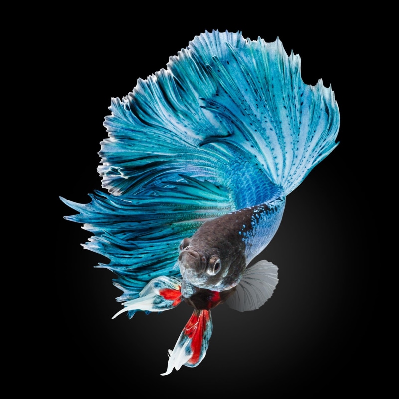 motion, multi colored, blue, animal themes, swimming, nature, Colorful, indoors, one animal, no people, vertebrate, betta, Siamese, water, Fighting, fish