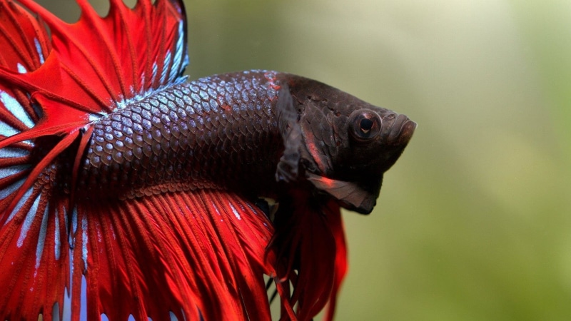 Siamese Fighting Fish, Animal, 1080P, Betta