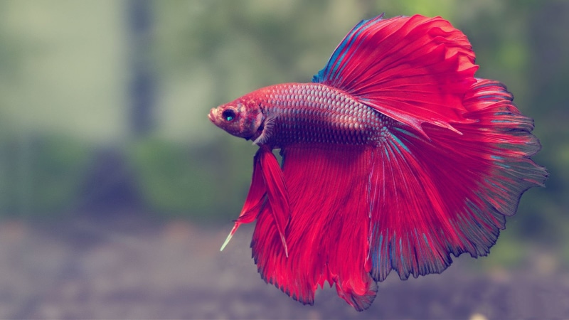 outdoors, 1080P, day, plant, animal themes, nature, profile view, animals in the wild, animal body part, flower, red, Animal, close-up, flowering plant