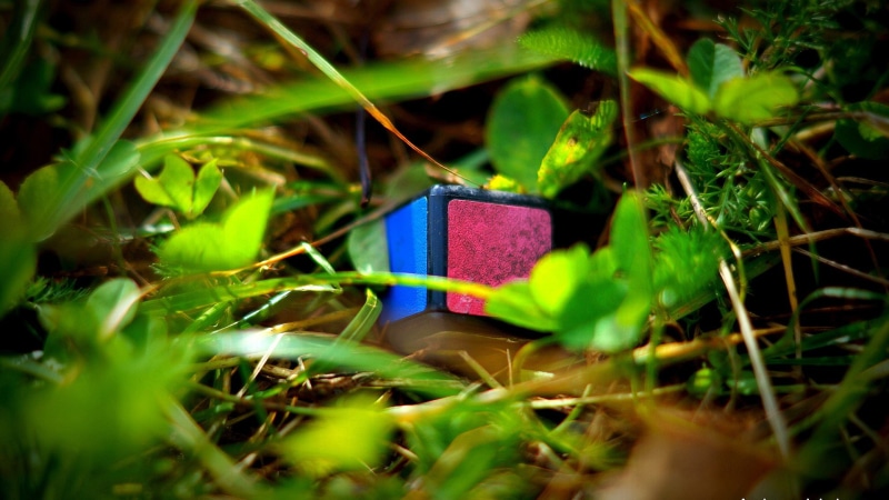 day, outdoors, no people, single object, purple, leaf, multi colored, surprise, grass, plant part, container, close-up, plant, blue, colorful, nature, plants