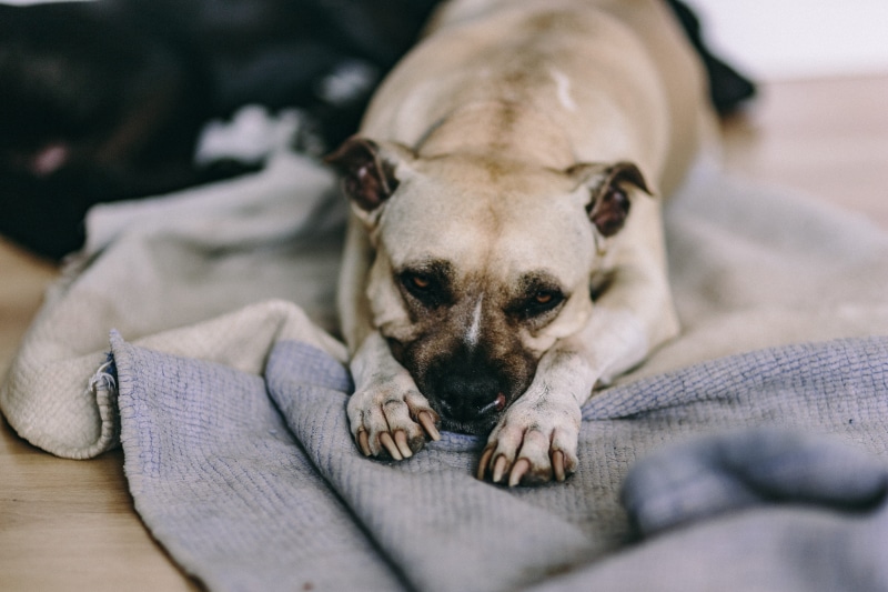vertebrate, 5K, focus on foreground, home interior, resting, portrait, canine, one animal, domestic Animals, no people, purebred Dog, bed, lying Down