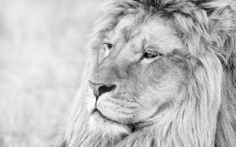 animal themes, black, looking away, wolf, pets, one animal, domestic animals, hair, white, lion - feline, animals, textile, animal hair, looking, focus on foreground