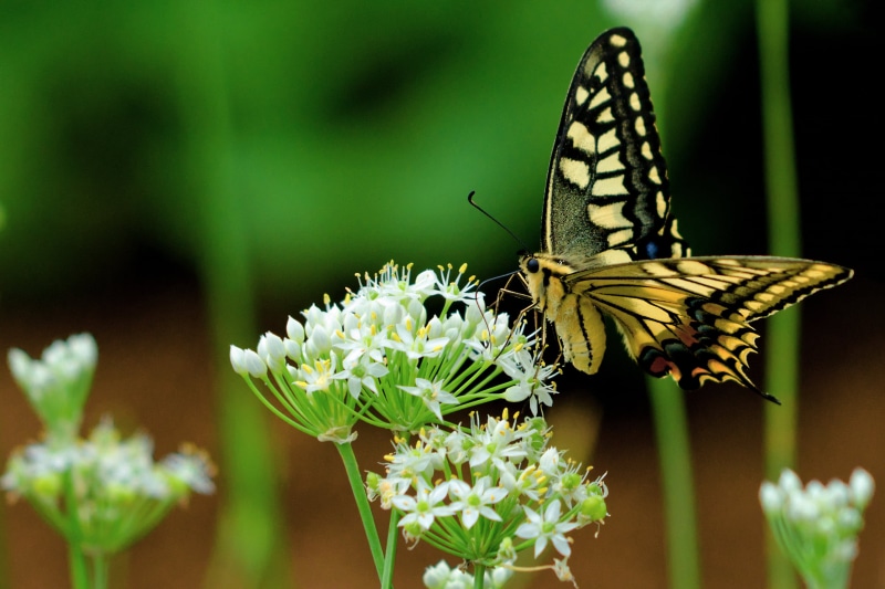 Leek, Old World Swallowtail, Japan, Oriental, Macro, White, Kanagawa, Common, Butterfly, Female, Animal, 2K, swallowtail, Scallion, Creature, CLUB, Insect