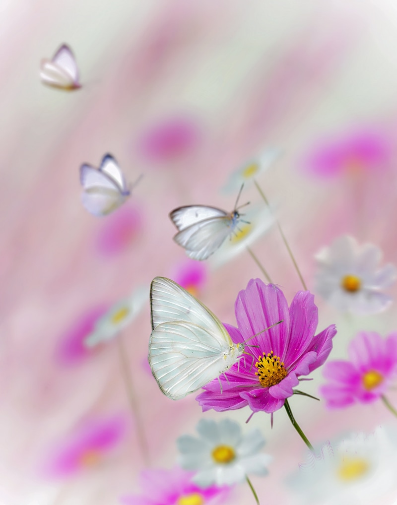 Butterfly.  butterfly, pink, macro, white, butterfly, outdoor, close-up, Butterflies  Flowers, focus, Cabbage White, 4K, cabbage  white, photography, insect