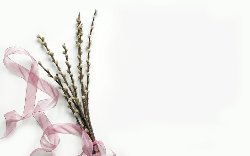 cereal plant, flower, crop, background, food and drink, blooming, art, white, 4K, close-up, love, purple, disjunct, wheat, blossom, studio shot, bouquet