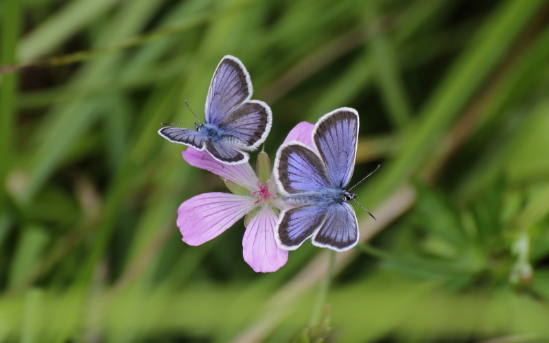 Bokeh, purple, butterflies, Butterfly, Blue, Flowers, Grass, 1080P, Pink