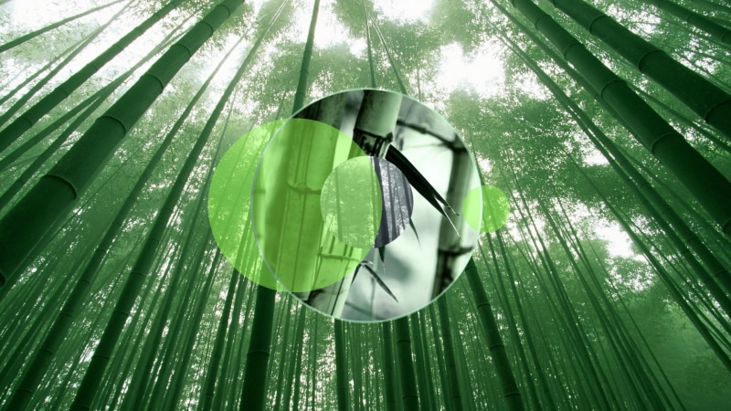 bamboo, digital/artwork, 1080P, hd, abstract, circle, green
