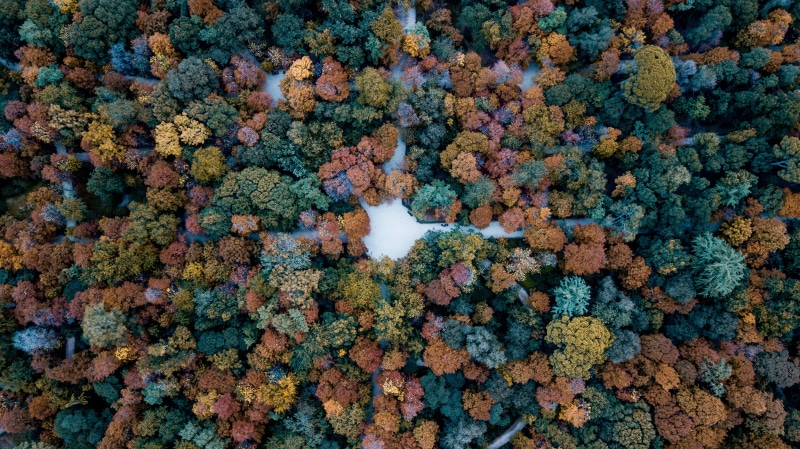 flower, corals, textured, close-up, trees, view, marine, flowering plant, full frame, woodland, pattern, backgrounds, colour, fall, fragility, drone, texture