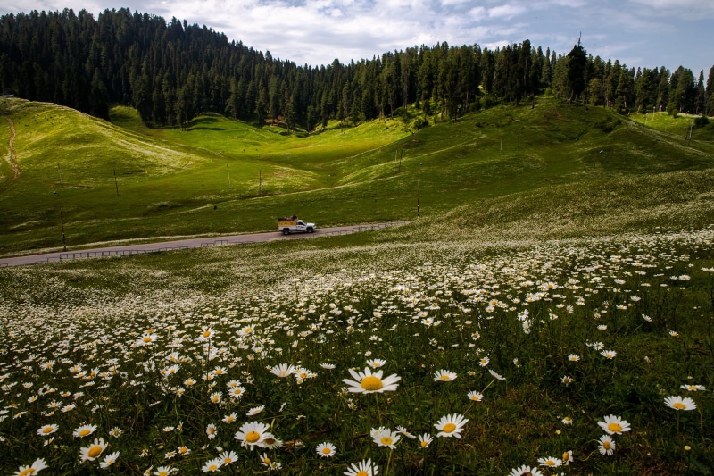 EN, 1080P, scenics, blooms, white, green Color, field, white daisy, green, Indië, flower, flowers, meadows, Potd, Indien, india, country, landscape, daisy