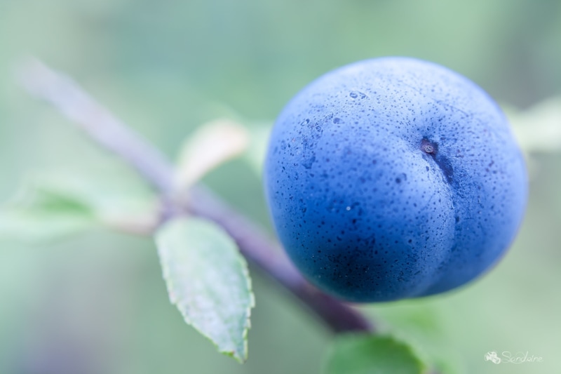 leaf, en, fruit, prunelle, freshness, selective focus, blueberry, food, les, nature, attendant, premières, ripe, close-up, selective, focus, 4K, branch