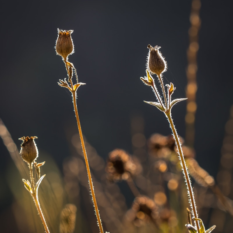 plant, summer, nature, 2K, brown, En famille, backlit, close-up, autumn, outdoors, flowers