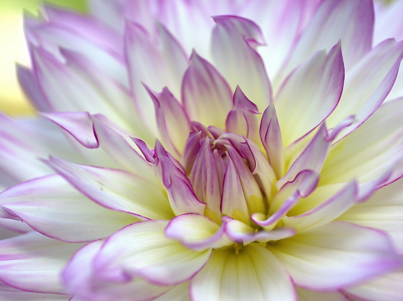 4K, Dahlia, flores, in bloom, close, pictures, Imágenes, petal, white, libres, images, fotos, lotus Water Lily, nature, pink Color, flower, close-up, botany