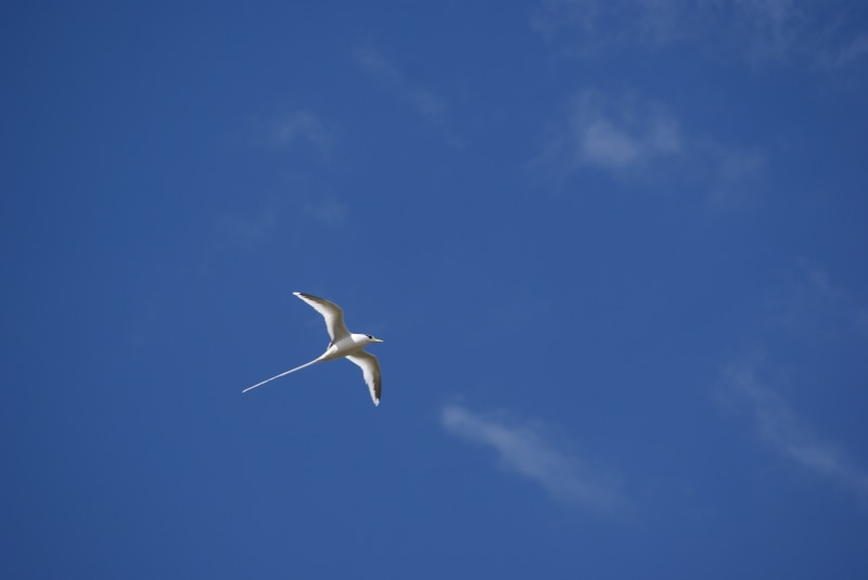 directly below, flying, sky, outdoors, cloud, no people, mid-air, animals in the wild, white, freedom, spread wings, one animal, nature, animal wildlife