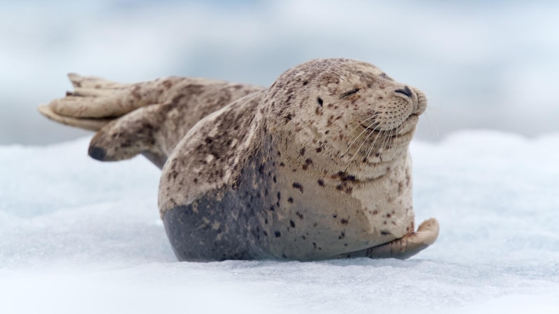 1920x1080, happy, animals, 1080P, seal, gray, black