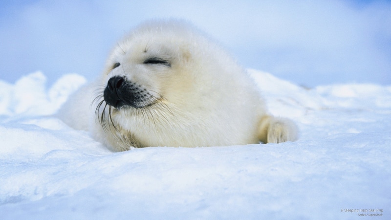 2K, harp, Animals, seal, pup, sleeping