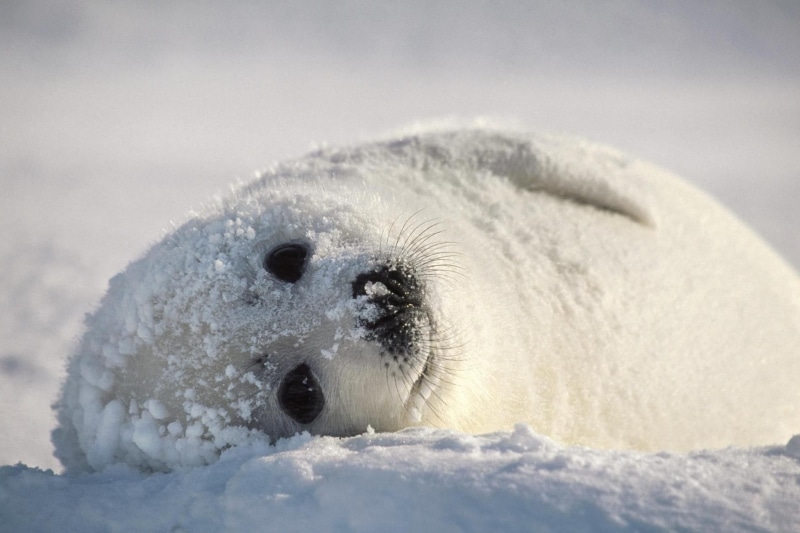 seals, snow, 720P, animals