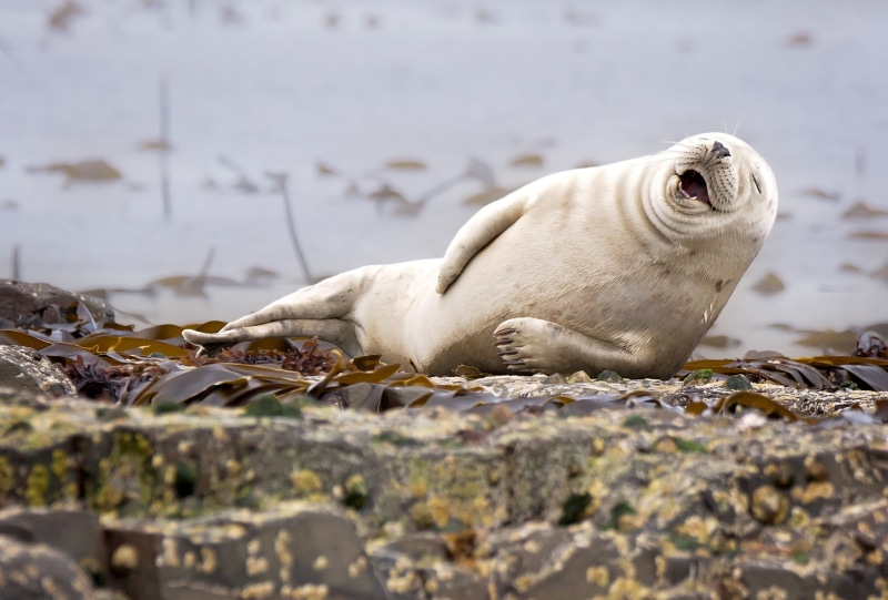 animals in the wild, animals, humor, photography, marine, nature, 1080P, white, winner, focus on foreground, sea, underwater, contests, rock - object