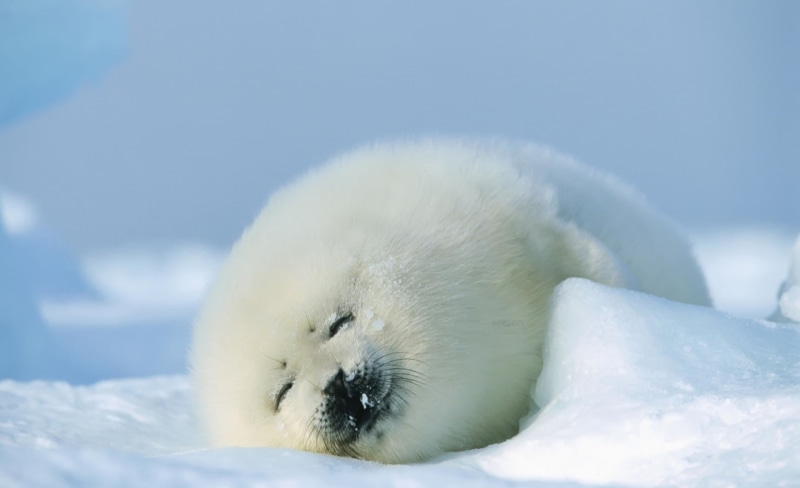 resting, Animals, seal - animal, winter, Sea, 1080P, mammal, harp, no people, outdoors, animal head, animal wildlife, snow, polar seal, nature, polar