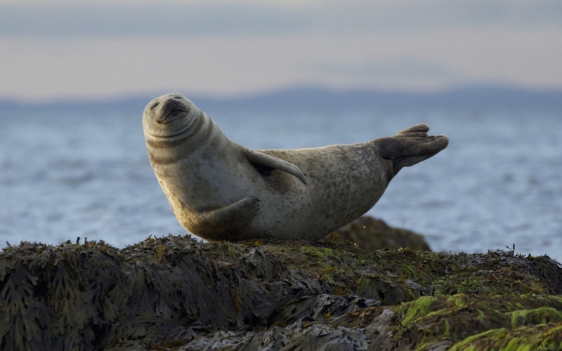 animal wildlife, animal themes, solid, seals, seal, animals in the wild, marine, aquatic mammal, focus on foreground, water, animal, day, mammal, one animal