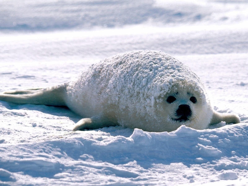 underwater, ice, nature, animal, seals, one animal, baby animals, white, snow, 720P, mammal, sea, vertebrate, bear, cold temperature, marine, animals in the wild
