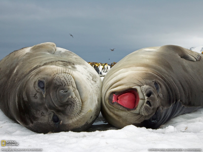 beauty in nature, covering, seals, animals in the wild, lions, vertebrate, no people, animal, 720P, land, group of animals, animal wildlife, two, day