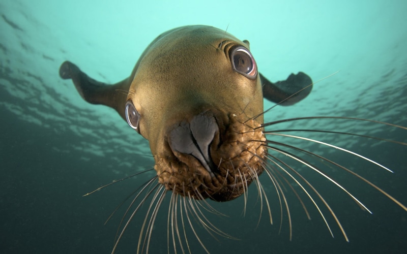 closeup, animals, underwater, 1080P, seals, sea, nature