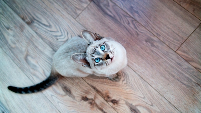 wood - material, eyes, blue eyes, looking at camera, feline, flooring, blue, kitten, portrait, cat, Siamois Seal Tabby, directly above, parquet, whisker