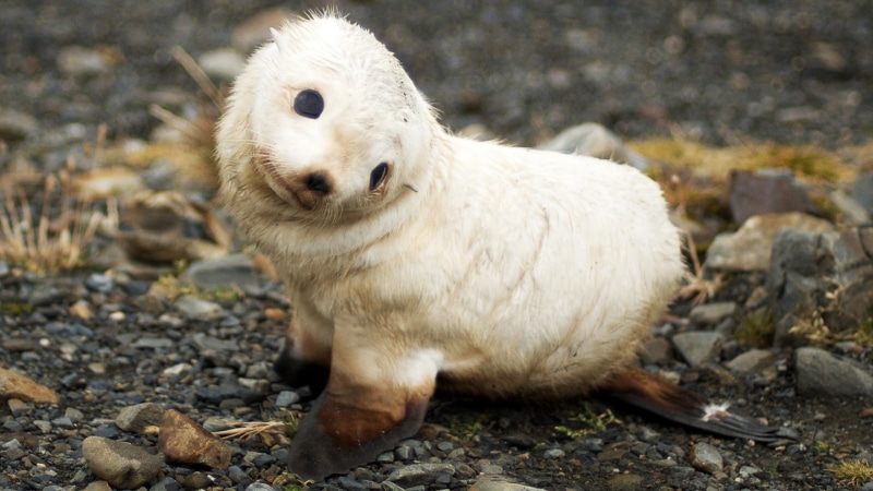 rock, animals, pebble, nature, focus on foreground, animal themes, animal, white, baby animals, cute, solid, pets, domestic, looking at camera, no people