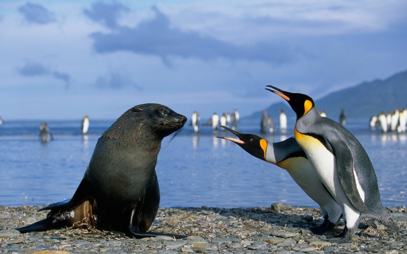 vertebrate, water, togetherness, marine, beach, nature, animals in the wild, side view, horse, outdoors, sea, bird, focus on foreground, penguins, animal