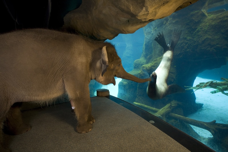 4K, canine, dog, elephant, mammal, one animal, nature, water, animal, domestic, underwater, animal themes, pets, animals, aquarium, animal wildlife, baby animals