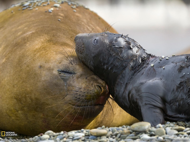 water, marine, seals, coated, sea lion, 720P, seal - animal, animal wildlife, underwater, nature, animal themes, animals in the wild, baby animals, vertebrate