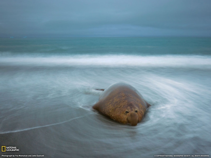 animals, 720P, National Geographic, elephant seal