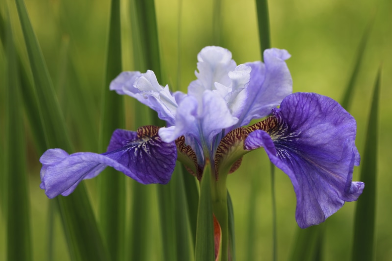 purple, 8K, Green, close-up, nature, Salem  Keizer, flower, beauty In Nature, Gracias, Festival, springtime, Images, flower Head, summer, plant, iris - Plant