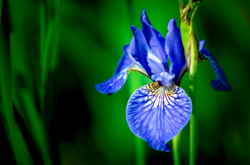alone, iris, flower, iris  flower, iris flower, botany, close up photography, blue iris, garden, blue, close, photography, 4K, nature