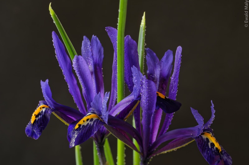 flower, petaled, photography, nature, 5K, purple, Iris, close-up, selective, Austria, plant