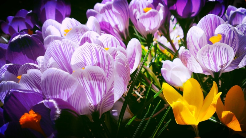 petal, flowers, purple, yellow, nature, 2K, Iris, crocuses, plant, beauty In Nature, blume, springtime, flower, petaled, freshness, flower Head, tulip