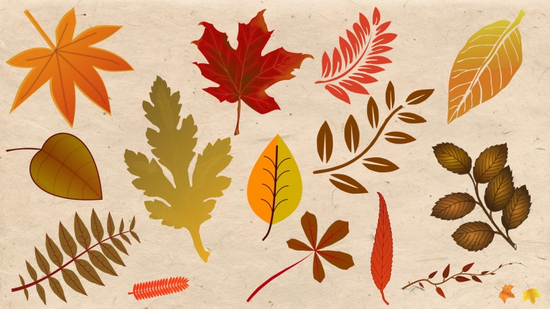 paper, 4K, fall foliage, no people, fall colors, fall leaves, knolling - concept, handmade, multi colored, creativity, fall background, autum, garden