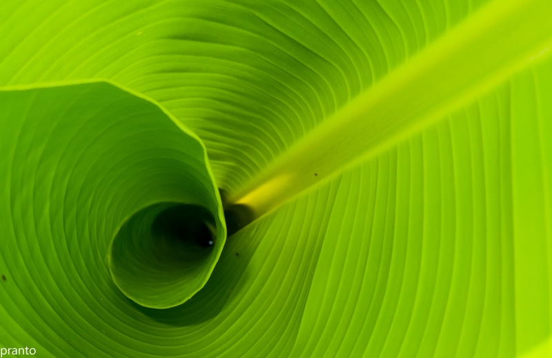 banana leaf, pattern, Green, abstract, roll, backgrounds, D90, green Color, plant, close-up, macro, 4K, freshness, Bangladesh, banana, Nature, botany
