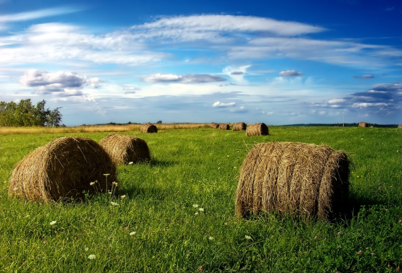 brown, bale, Baled, meadow, straw, 2K, Allegheny Plateau, Allegany Township  Pennsylvania, three, creative commons, Potter County, field, harvesting, nature