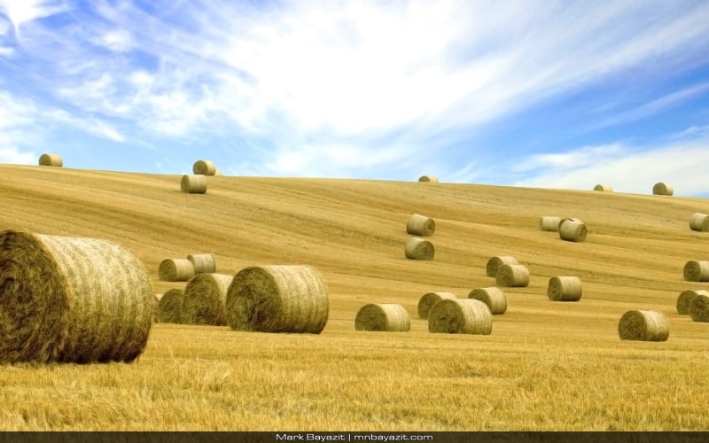 farm, agriculture, sky, 720P, bay, nature, hay, rolled up, beauty in nature, plant, land, tranquil scene, cloud - sky, environment, harvesting, landscape