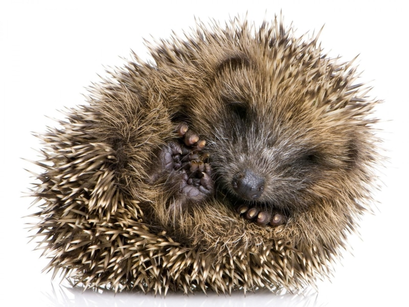 1080P, ball, hedgehog, animals, rolled up, cute