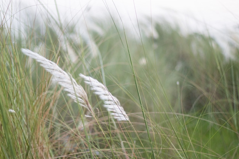 nature, close-up, outdoors, plant, feather, flower, agriculture, beauty in nature, grass, landscape, natural, selective focus, cereal plant, tranquility