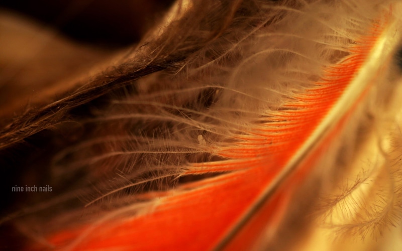 softness, floral, natural pattern, selective focus, vulnerability, animal body part, lightweight, food, animal wildlife, animal, full frame, brown, The Downward Spiral