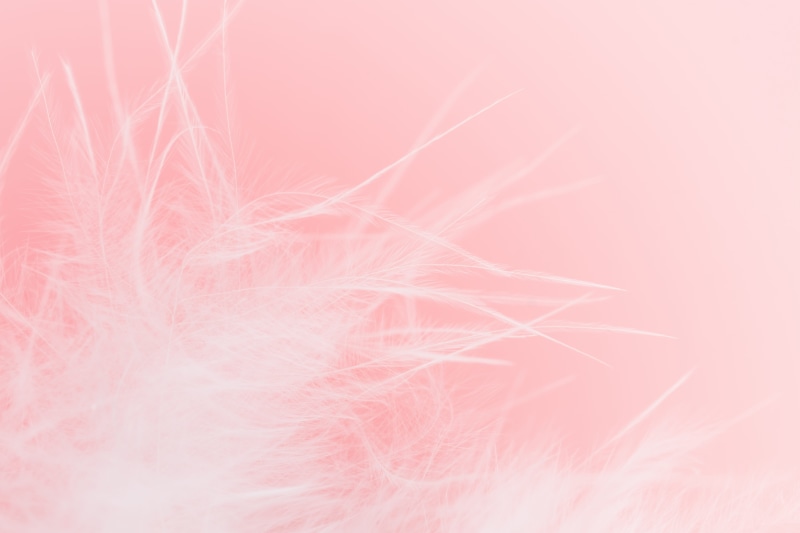 fluff, airy, full frame, nature, abstract, no people, beauty in nature, softness, abstract backgrounds, close-up, backgrounds, white color, pastel colored