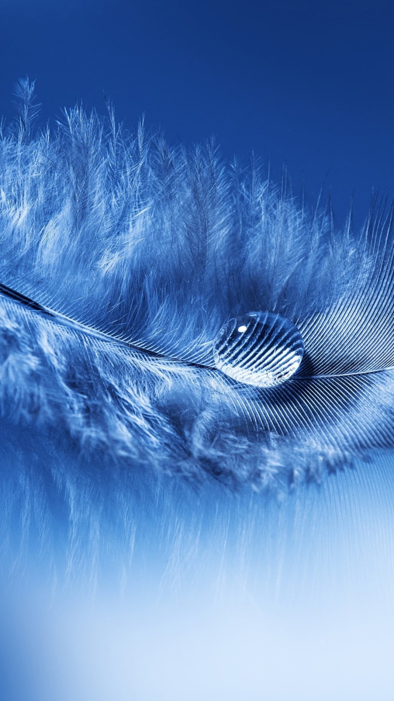 no people, gray, feather, fragility, macro, selective focus, nature, outdoors, lightweight, purity, backgrounds, water drops, full frame, simple background